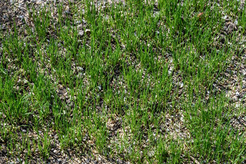 Lawn Leveling detail